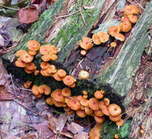 Xeromphalina campanella, growth pattern.